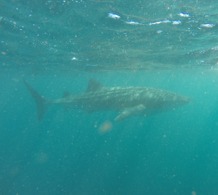 Whale Shark