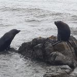 Kaikoura Peninsula