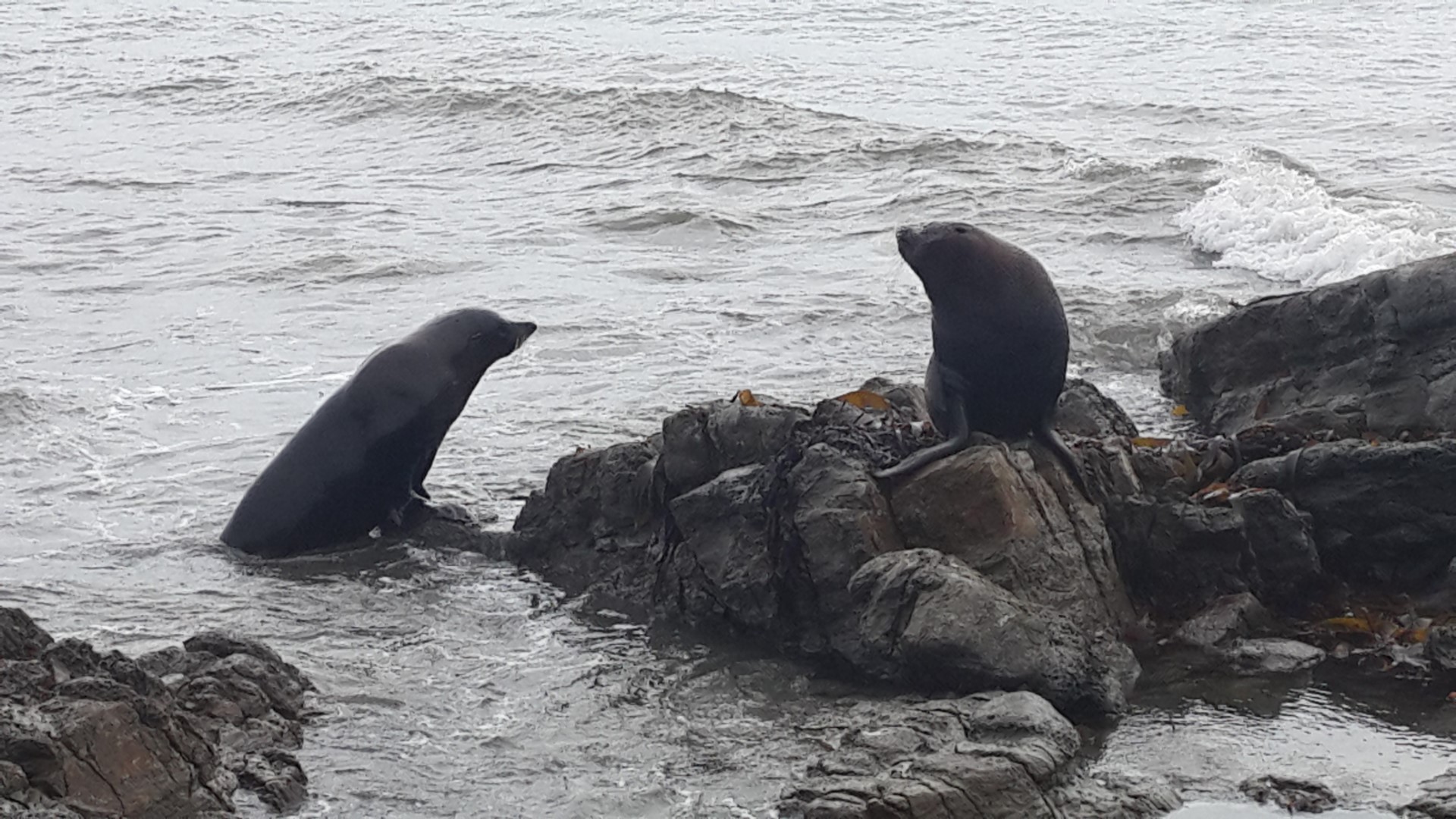 Kaikoura Peninsula