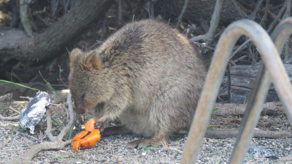 Rottnest Island