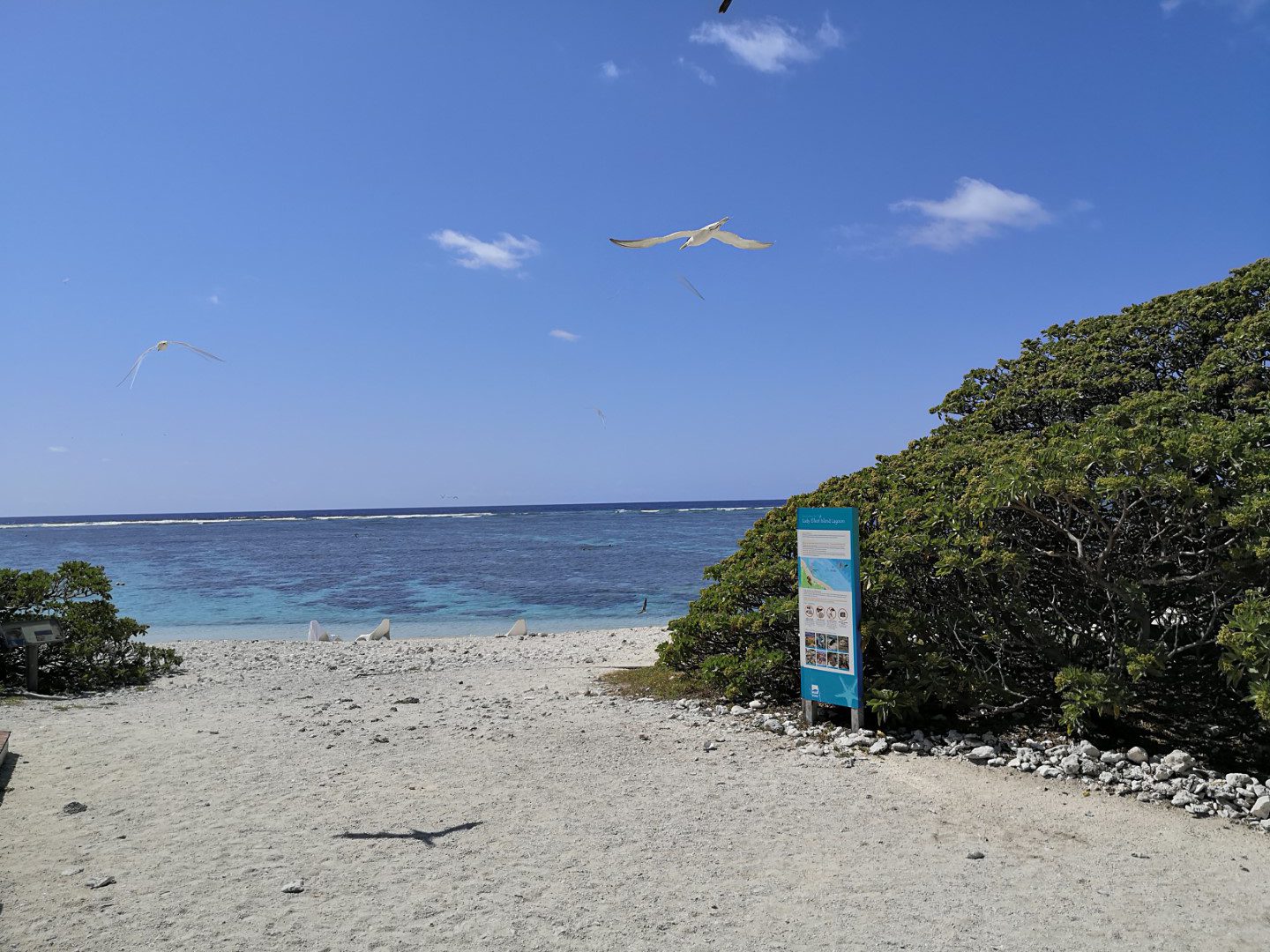 Lady Elliot Island