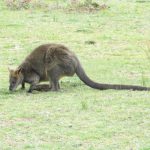 Prom Wildlife Walk