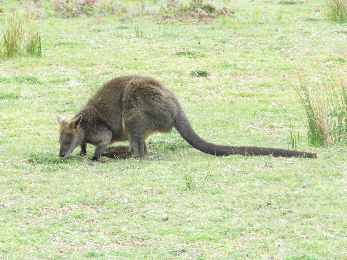 Prom Wildlife Walk