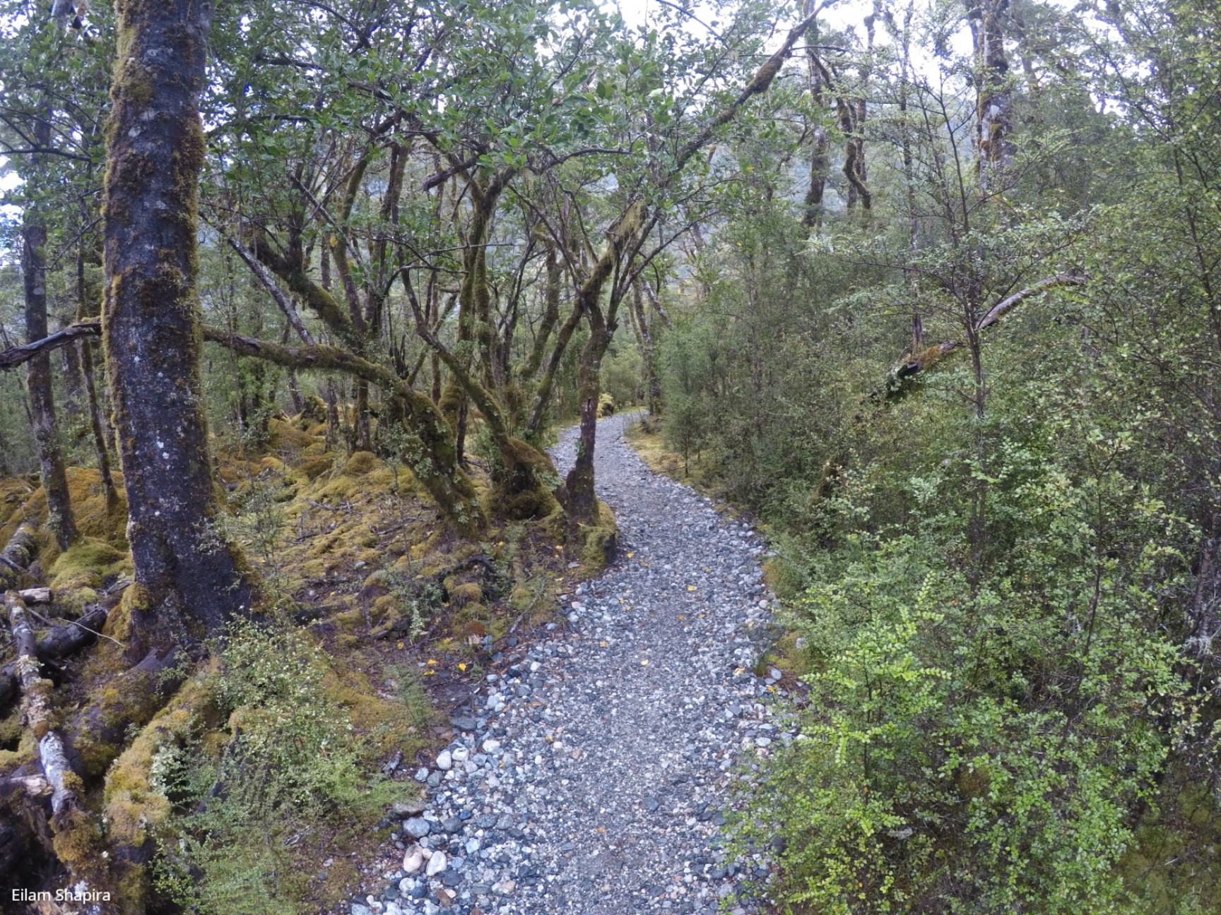 Milford Track