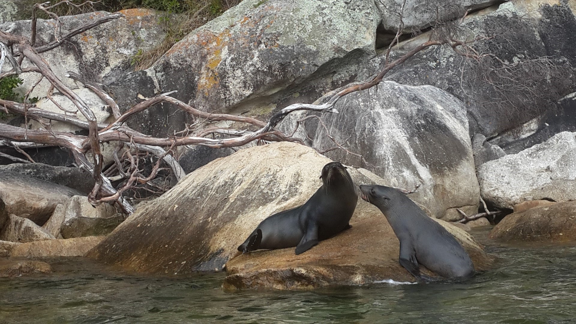 abel tasman