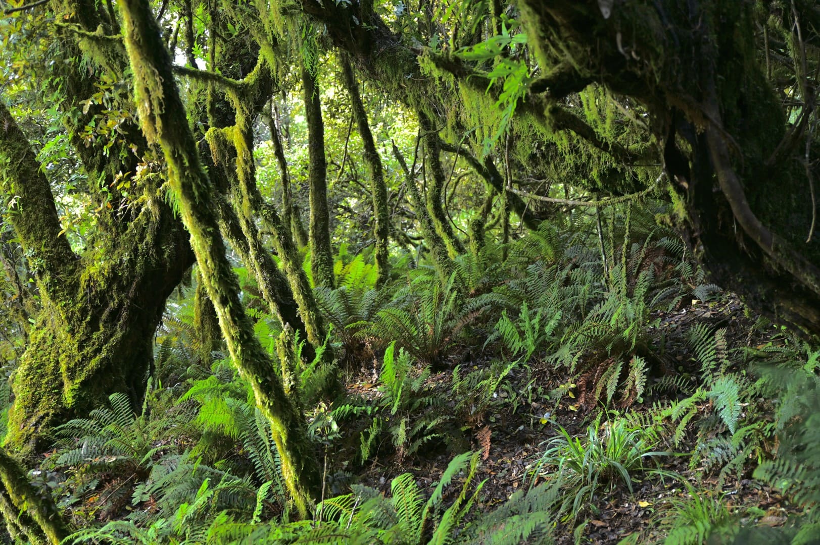 Mount Tauhara