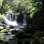 Russell Falls Walk