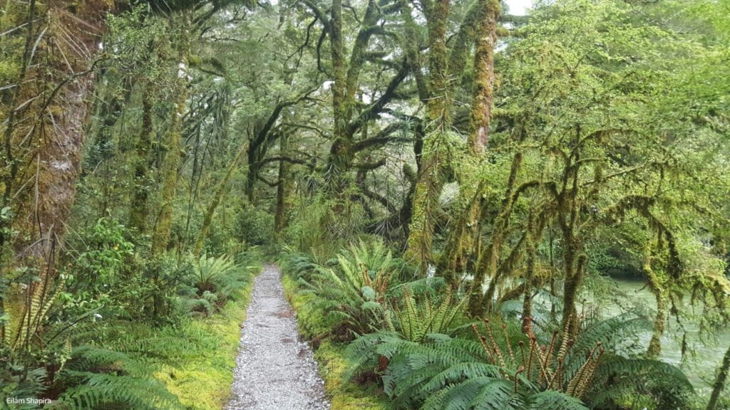 Milford Track
